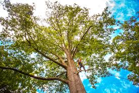 Leaf Removal in Fort Pierre, SD