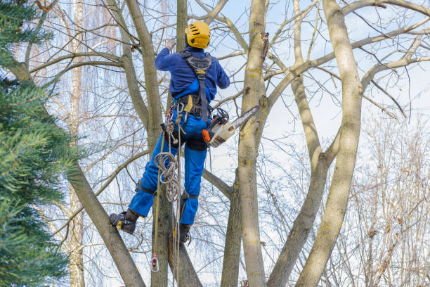 Reliable Fort Pierre, SD Tree Services Solutions